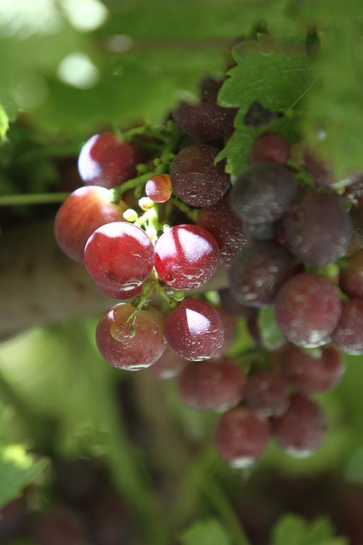 Agriturismo Cascina Mariale Villa Albiano dʼIvrea Eksteriør bilde