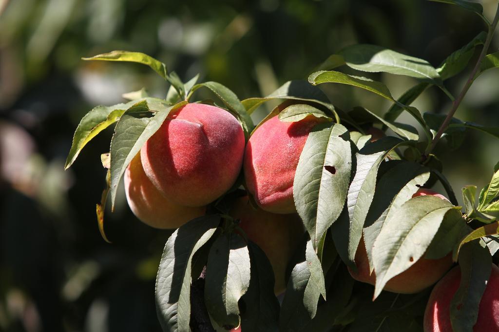 Agriturismo Cascina Mariale Albiano dʼIvrea Eksteriør bilde